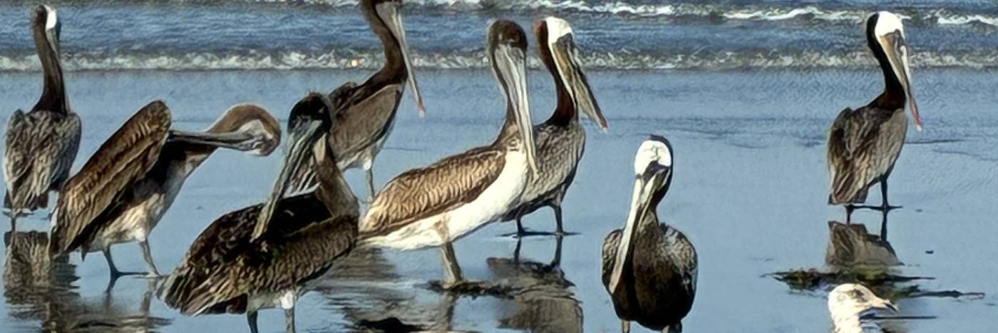 Brown pelicans on the beach in Carlsbad