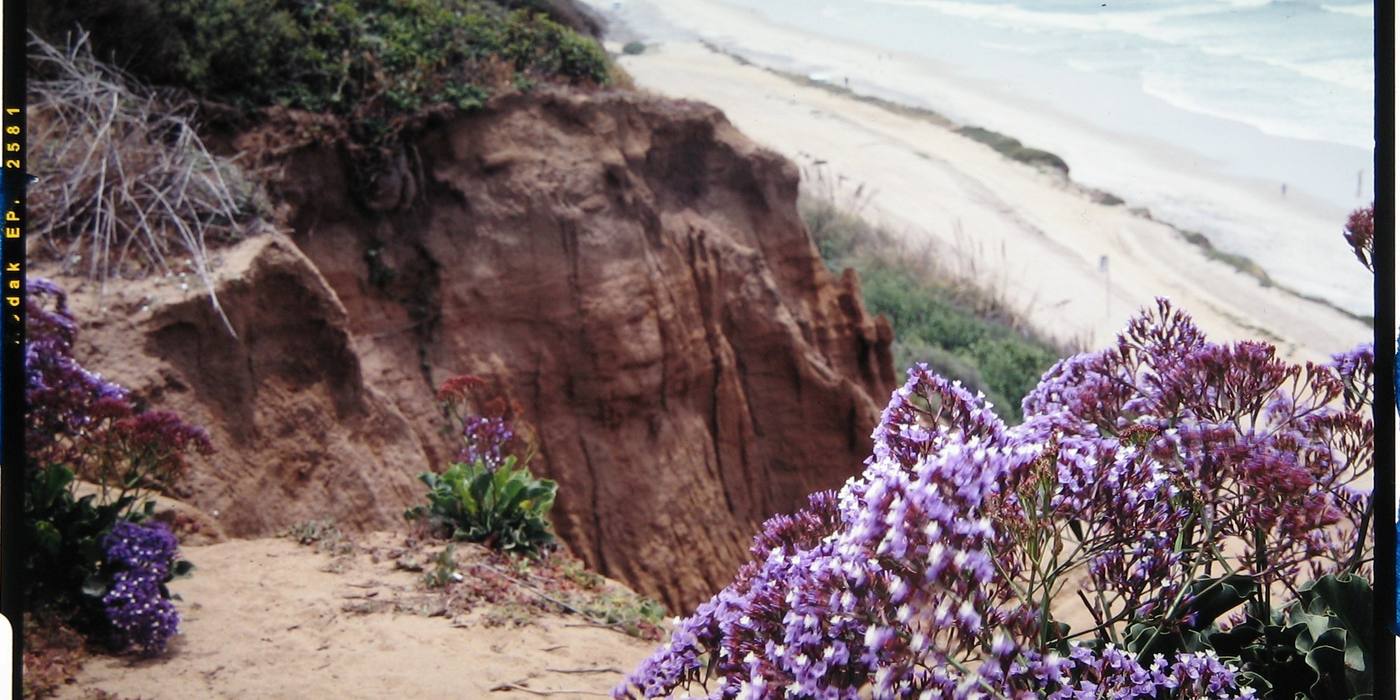 Flowers on the bluff above the ocean in Del Mar