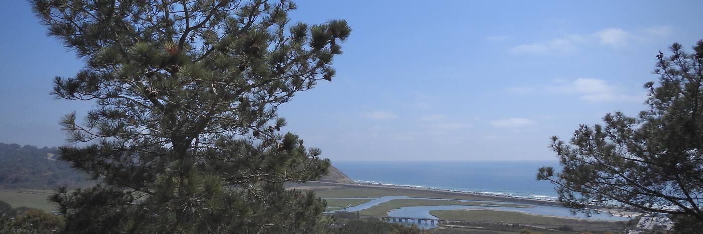 A Torrey pine at Torrey Pines State Natural Reserve